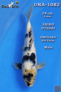 DNA-1082     OMOSAKO  Shiro Utsuri 29cm 9mo Male