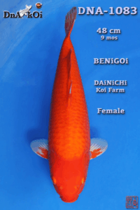 DNA-1083     DAiNiCHi  Benigoi 48cm 9mo Female