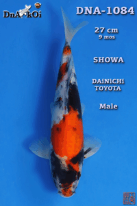 DNA-1084     DAiNiCHi TOYOTA  Showa 27cm 9mo Male