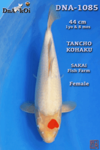 DNA-1085     SAKAi  Tancho Kohaku 44cm 1yo & 8mo Female