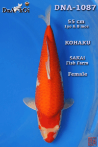 DNA-1087     SAKAi  Kohaku 55cm 1yo & 8mo Female