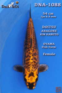 DNA-1088     OYAMA  Doitsu Aragoke Kin Kabuto 1yo & 8mo 54cm Female