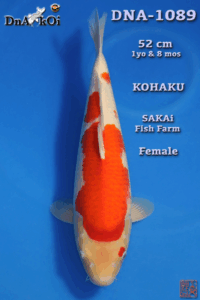 DNA-1089     SAKAi  Kohaku 1yo & 8mo 52cm  Female