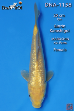DNA-1158 MARUSHiN Ginrin Karashigoi 25cm 1yo Female