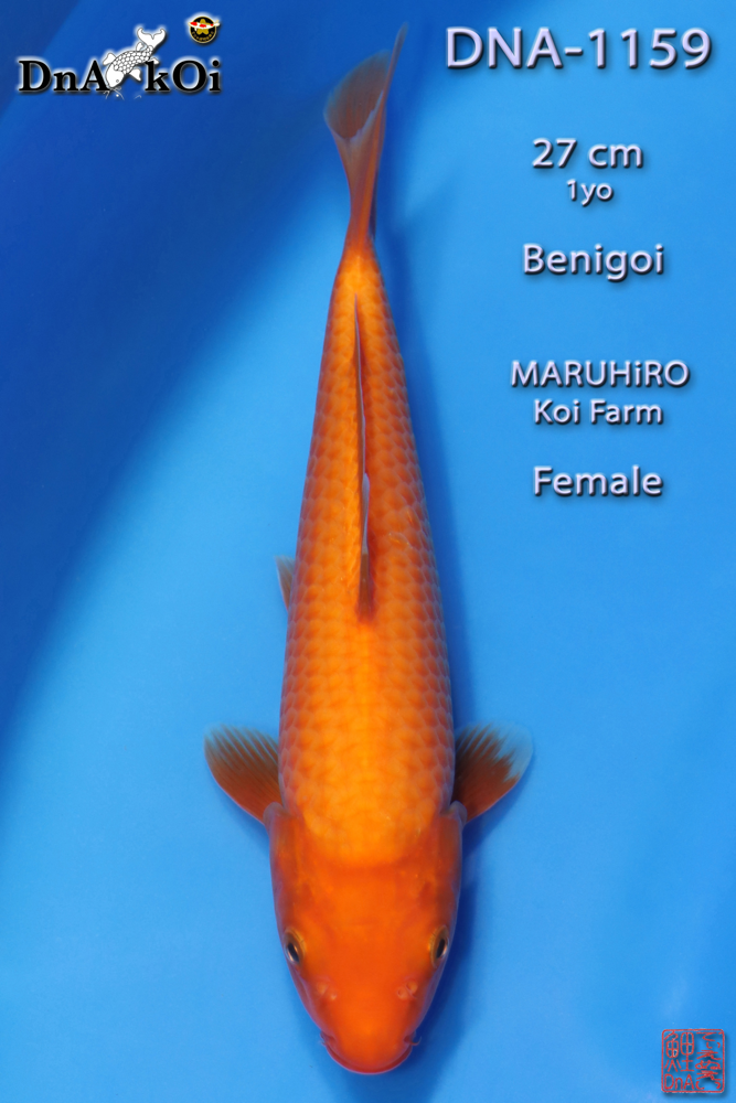 DNA-1159 MARUHiRO Benigoi 27cm 1yo Female