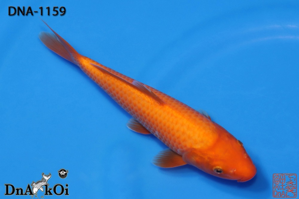 DNA-1159 MARUHiRO Benigoi 27cm 1yo Female - Image 2