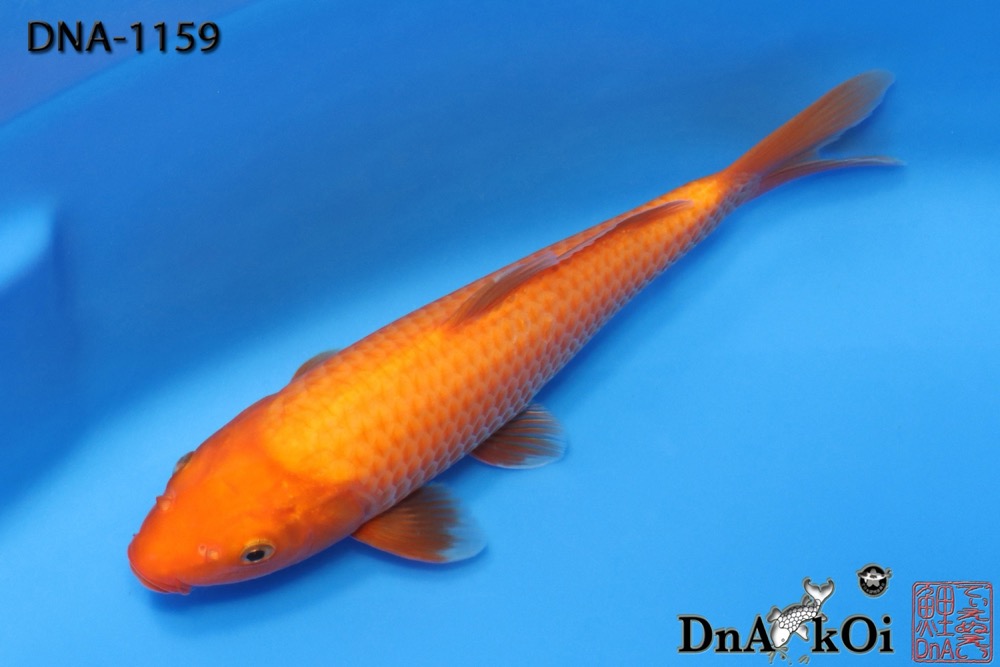DNA-1159 MARUHiRO Benigoi 27cm 1yo Female - Image 3