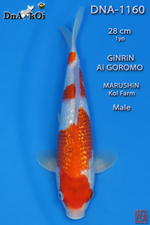 DNA-1160 MARUSHiN Ginrin Ai Goromo 28cm 1yo Male