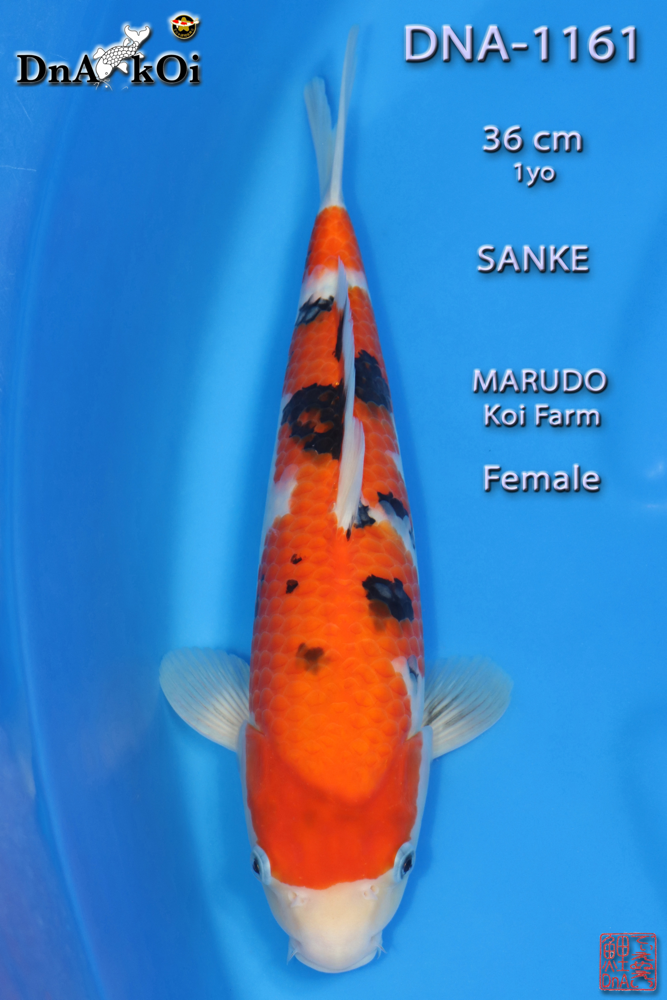 DNA-1161 MARUDO Sanke 36cm 1yo Female