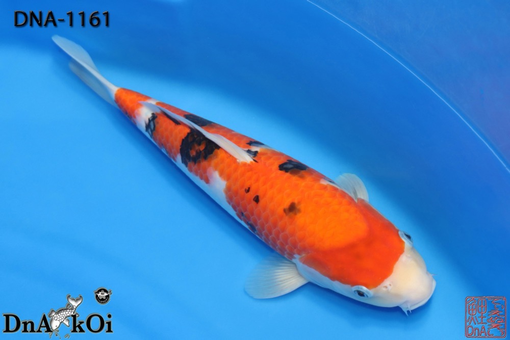 DNA-1161 MARUDO Sanke 36cm 1yo Female - Image 2