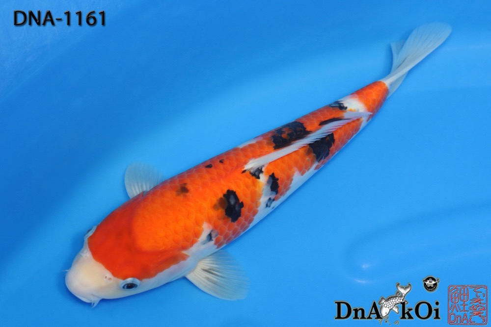 DNA-1161 MARUDO Sanke 36cm 1yo Female - Image 3