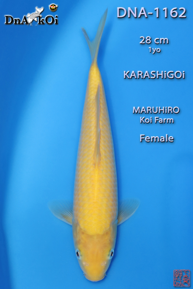DNA-1162 MARUHiRO Karashigoi 28cm 1yo Female