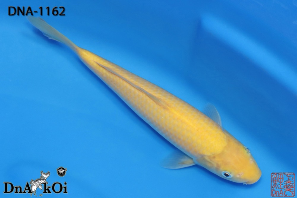 DNA-1162 MARUHiRO Karashigoi 28cm 1yo Female - Image 2
