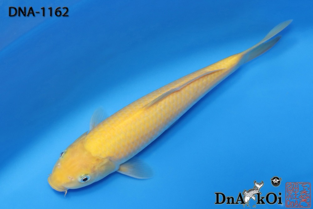 DNA-1162 MARUHiRO Karashigoi 28cm 1yo Female - Image 3