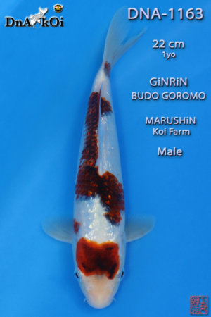 DNA-1163 MARUSHiN Ginrin Budo Goromo 22cm 1yo Male