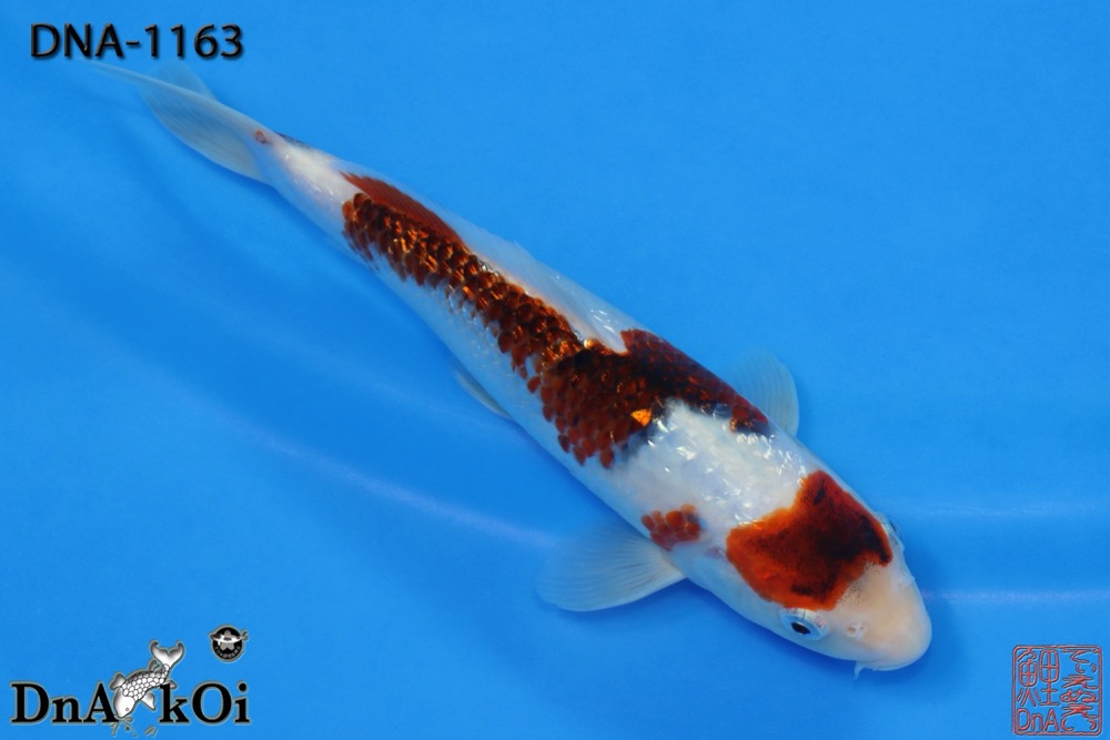 DNA-1163 MARUSHiN Ginrin Budo Goromo 22cm 1yo Male - Image 2