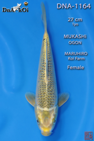 DNA-1164 MARUHiRO Mukashi Ogon 27cm 1yo Female
