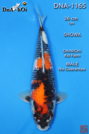 DNA-1165 DAiNiCHi Showa 36cm 1yo Male No Guarantee
