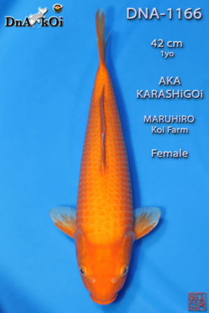 DNA-1166 MARUHiRO Aka Karashigoi 42cm 1yo Female