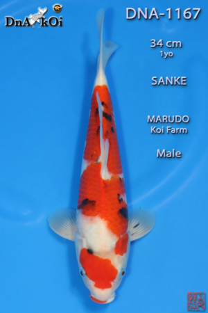 DNA-1167 MARUDO Sanke 34cm 1yo Male