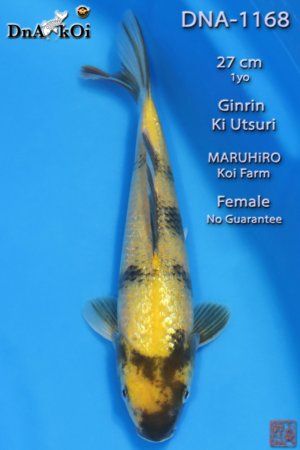DNA-1168 MARUHiRO Grin Ki Utsuri 27cm 1yo Female No Guarantee