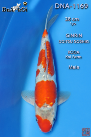 DNA-1169 KODA Ginrin Doitsu Goshiki 28cm 1yo Male