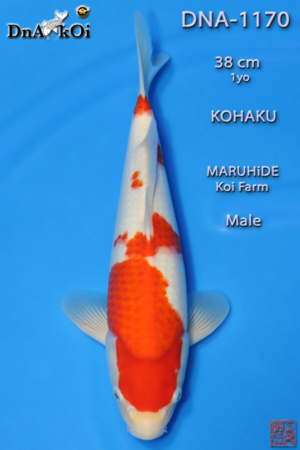 DNA-1170 MARUHiDE Kohaku 38cm 1yo Male