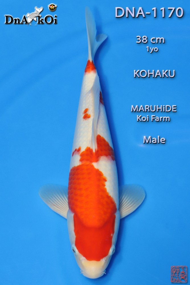 DNA-1170 MARUHiDE Kohaku 38cm 1yo Male