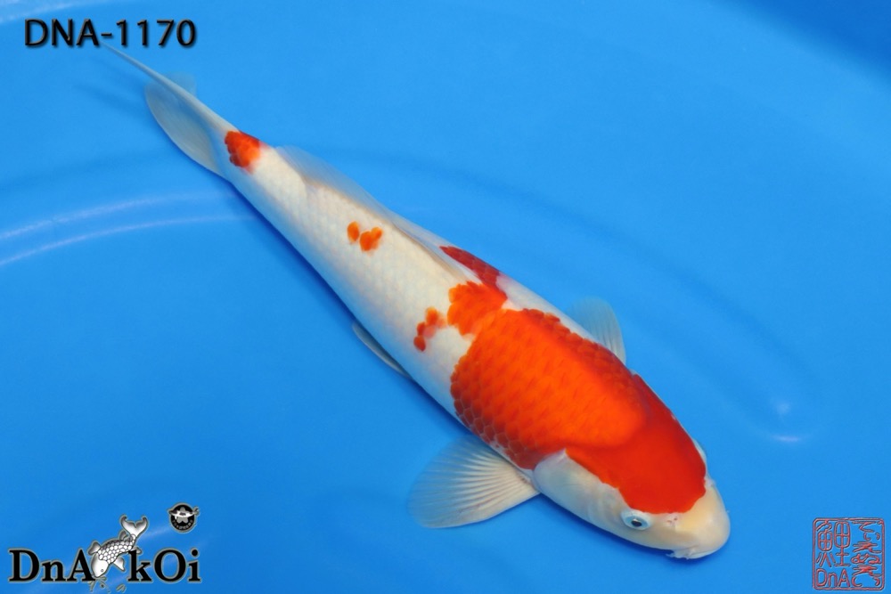 DNA-1170 MARUHiDE Kohaku 38cm 1yo Male - Image 2