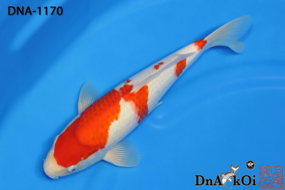 DNA-1170 MARUHiDE Kohaku 38cm 1yo Male - Image 3