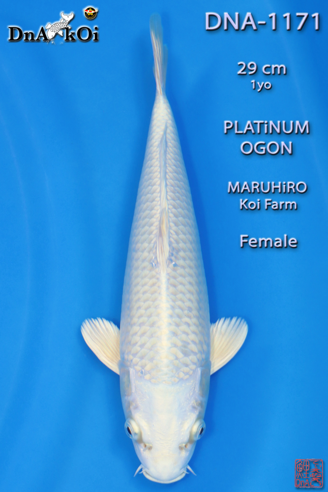 DNA-1171 MARUHiRO Platinum Ogon 29cm 1yo Female