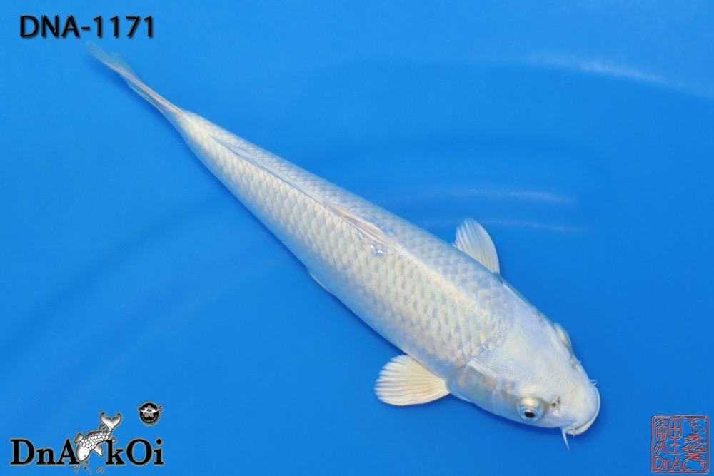 DNA-1171 MARUHiRO Platinum Ogon 29cm 1yo Female - Image 2