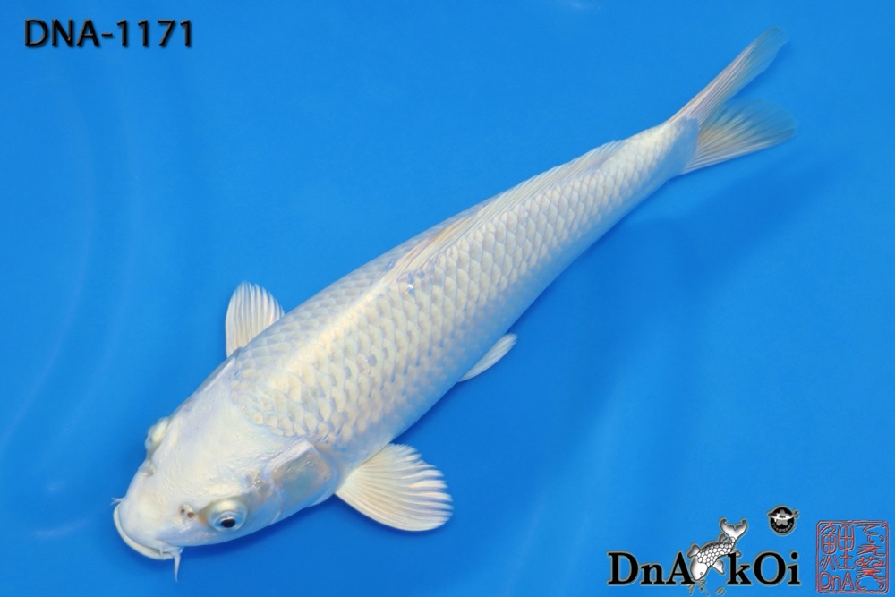 DNA-1171 MARUHiRO Platinum Ogon 29cm 1yo Female - Image 3