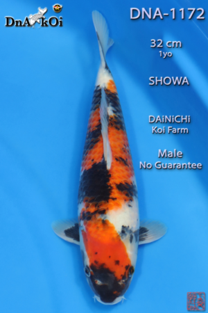 DNA-1172 DAiNiCHi Showa 32cm 1yo Male No Guarantee