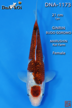 DNA-1173 MARUSHiN Ginrin Budo Goromo 21cm 1yo Female