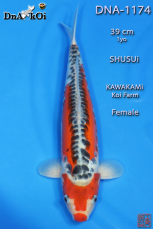 DNA-1174 KAWAKAMi Shusui 39cm 1yo Female