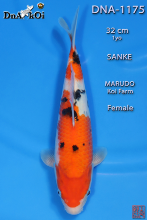 DNA-1175 MARUDO Sanke 32cm 1yo Female