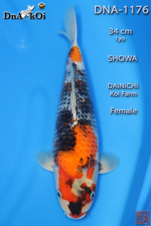 DNA-1176 DAiNiCHi Showa 34cm 1yo Female