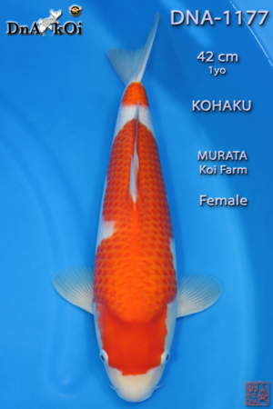 DNA-1177 MURATA Kohaku 42cm 1yo Female